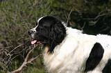 LANDSEER 620